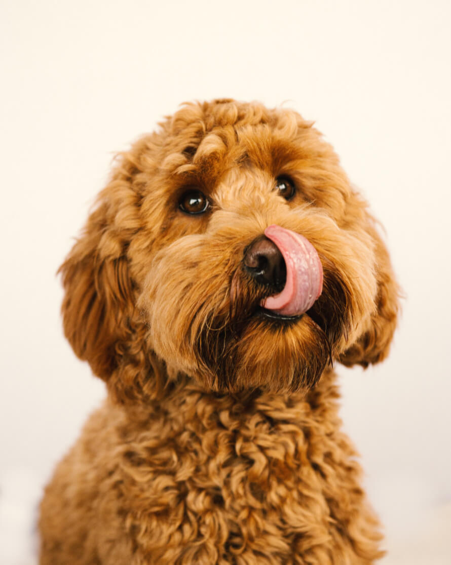 labradoodle kölyök